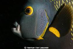 Angelfish portrait by Herman Van Leeuwen 